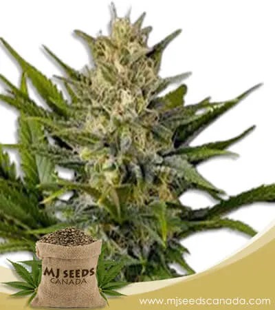 Shiskaberry Punch Strain Feminized Marijuana Seeds
