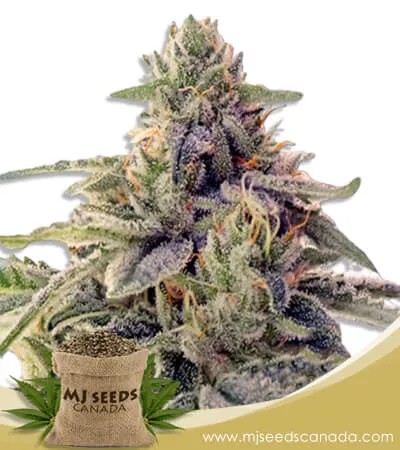 Shiskaberry Strain Feminized Marijuana Seeds
