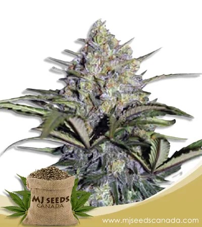 Skunk Glue Strain Feminized Marijuana Seeds