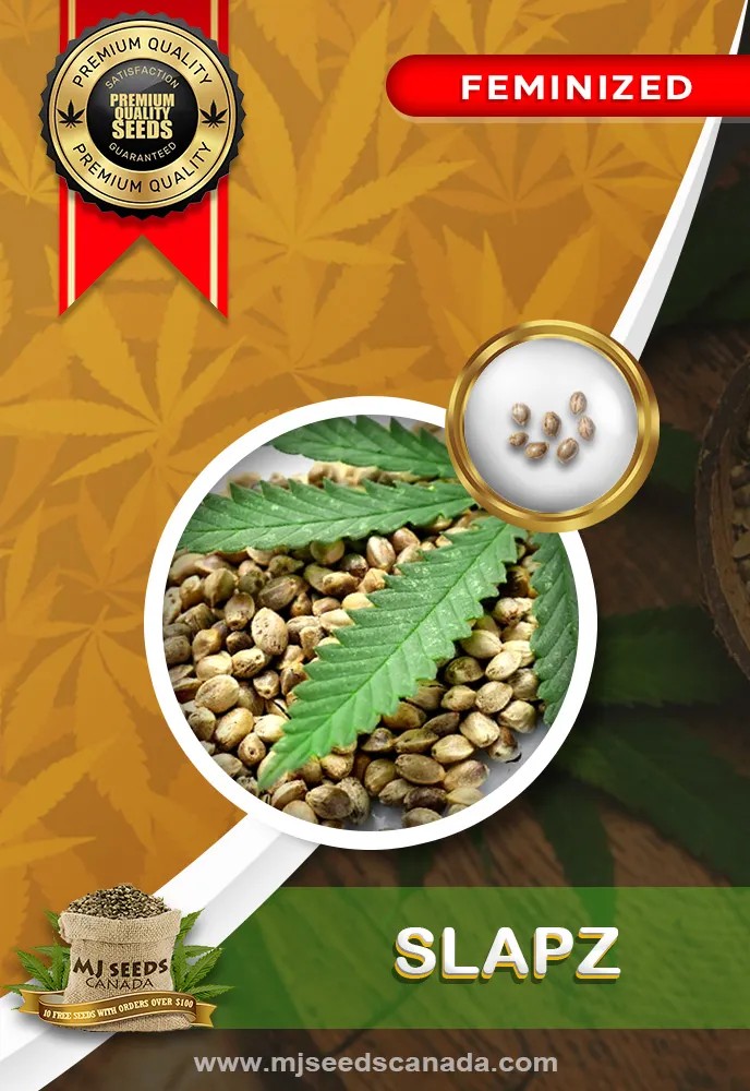 Slapz Strain Feminized Marijuana Seeds