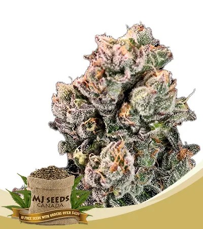Slurpicane Strain Fast Version Feminized Marijuana Seeds
