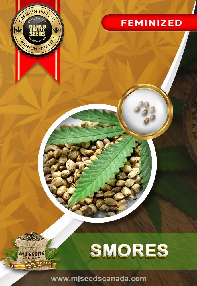 Smores Strain Feminized Marijuana Seeds