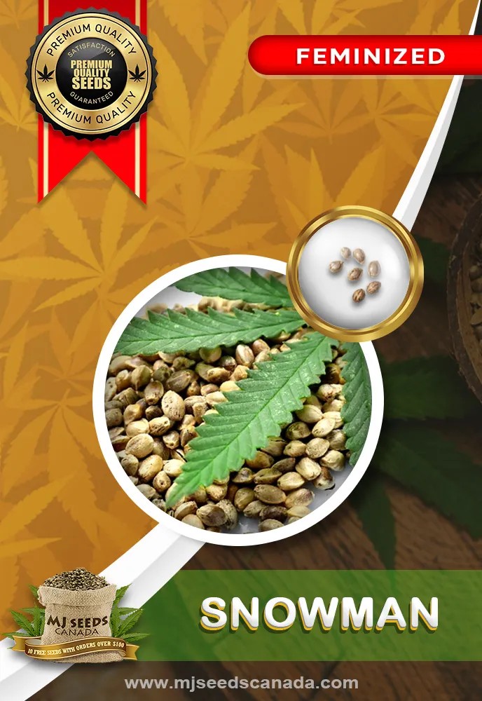 Snowman Strain Feminized Marijuana Seeds