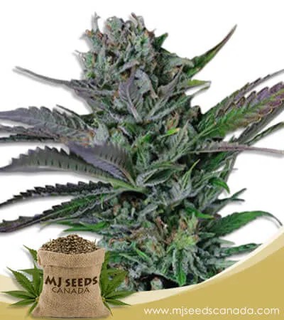 Somango Strain Feminized Marijuana Seeds
