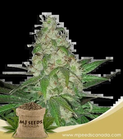 Sour Diesel Strain Autoflower Marijuana Seeds