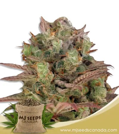 Sour Grape Strain Feminized Marijuana Seeds