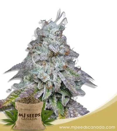 Sour Grapes Strain Autoflowering Marijuana Seed