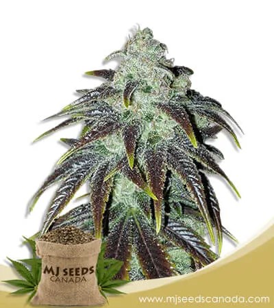 Sour Jack Strain Feminized Marijuana Seeds