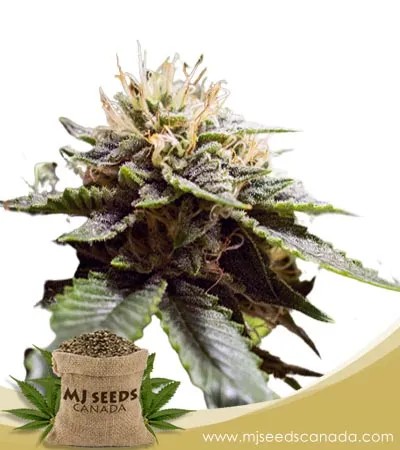 Sour Strawberry Strain Feminized Marijuana Seeds