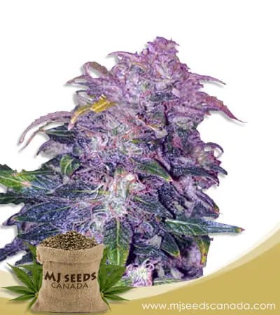 Space Cookies Strain Autoflowering Marijuana Seed