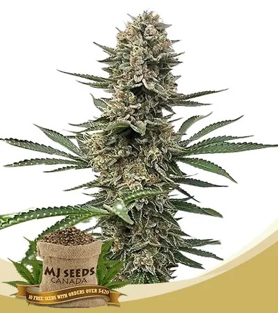 Space Panda Strain Feminized Marijuana Seeds