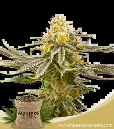 Strawberry Cheese Strain Autoflowering Marijuana Seed