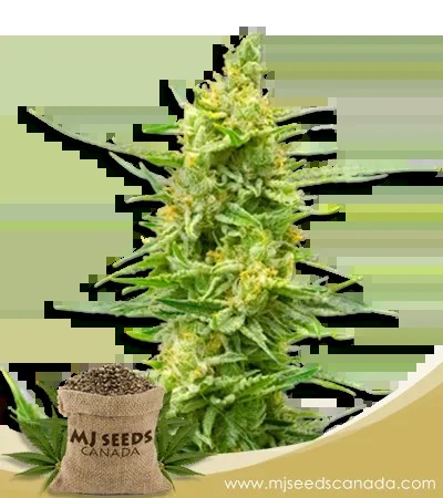 Strawberry Kush CBD Marijuana Seeds