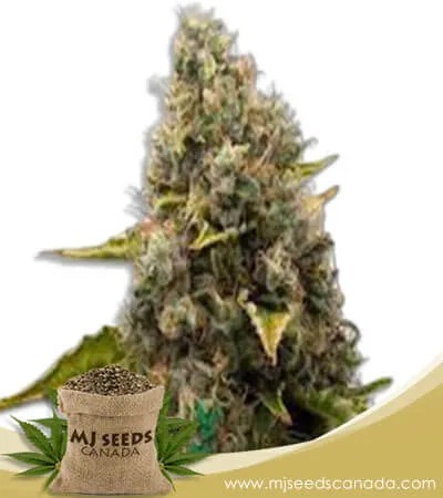 Strawberry Kush Feminized Marijuana Seeds
