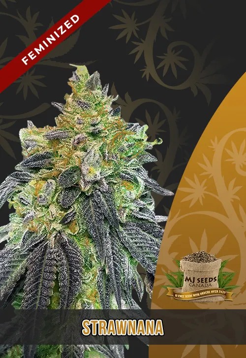 Strawnana Strain Feminized Marijuana Seeds