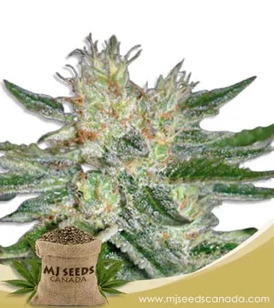 Sugar Black Rose Strain Feminized Marijuana Seeds
