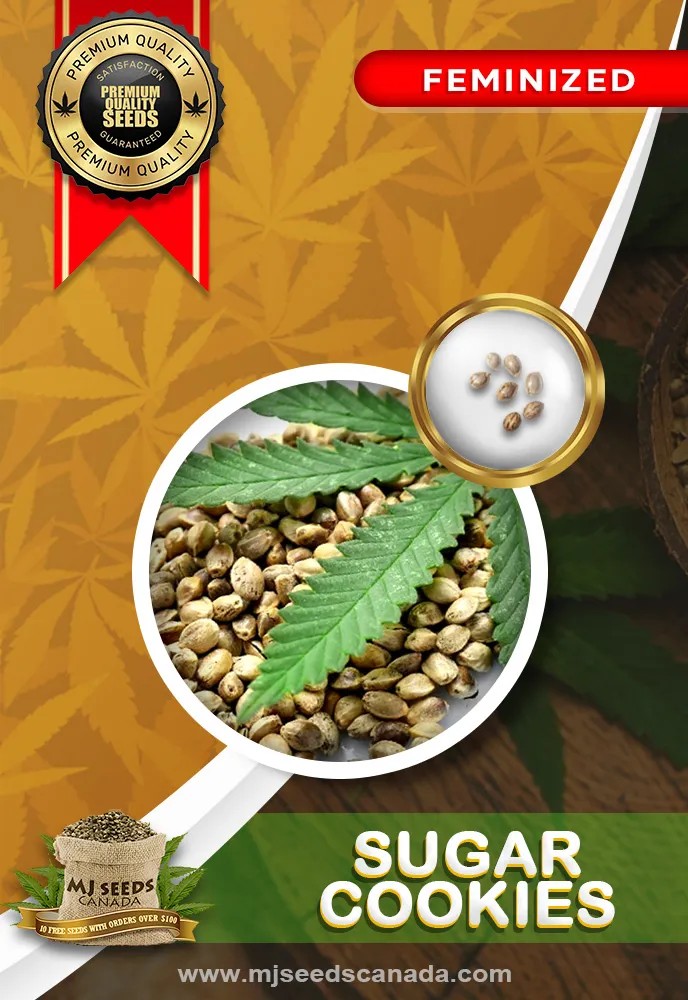 Sugar Cookies Strain Feminized Marijuana Seeds