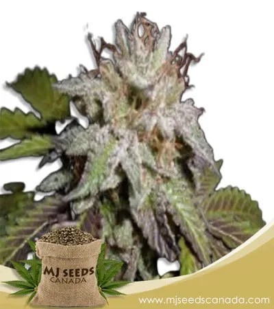 Sunset Sherbet Strain Feminized Marijuana Seeds