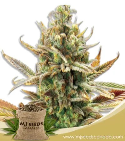 Super Critical Strain Feminized Marijuana Seeds