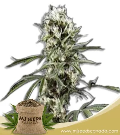 Super Lemon Haze Feminized Seeds
