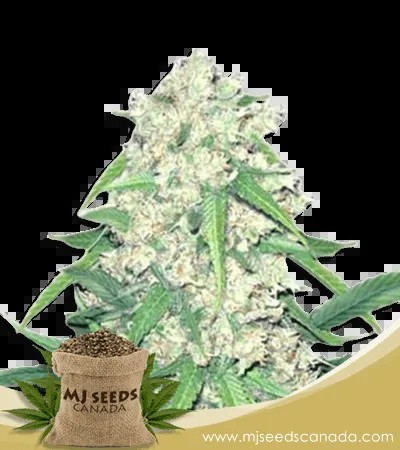 Super Silver Haze Autoflowering Marijuana Seeds
