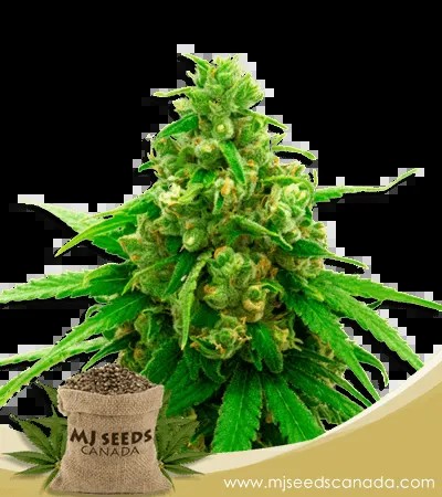 Sweet Tooth Strain Autoflower Marijuana Seeds