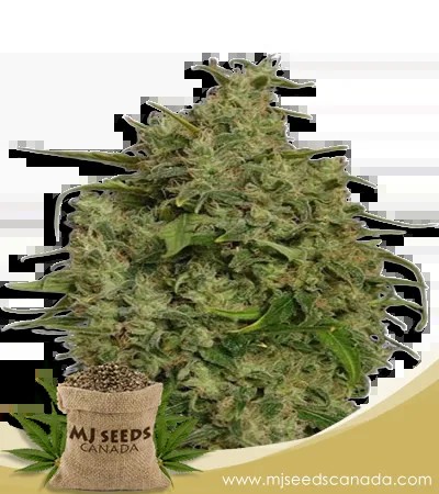 Sweet Tooth Strain Regular Marijuana Seeds