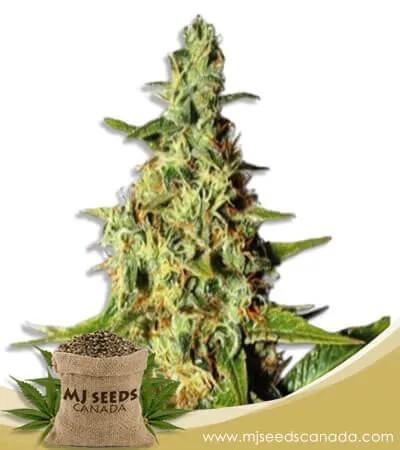 Tahoe Kush Feminized Marijuana Seeds