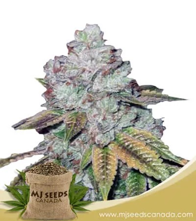 Tahoe OG Feminized Marijuana Seeds