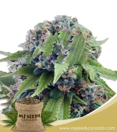 Tangerine Dream Strain Autoflowering Marijuana Seeds