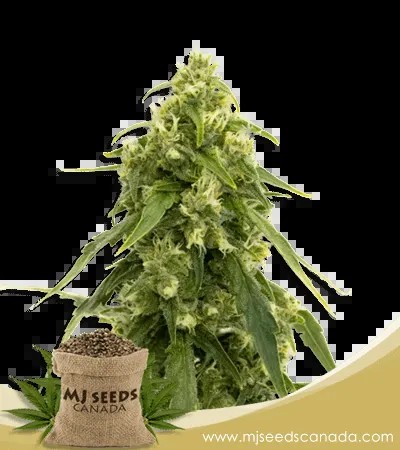 Tangerine Strain Autoflower Marijuana Seeds