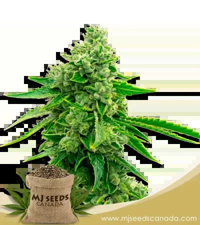 Tangie (1:15) Strain CBD Marijuana Seeds