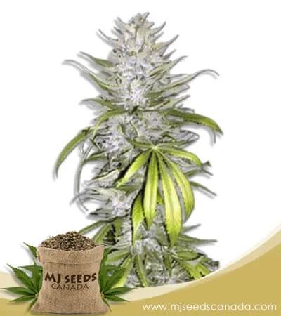 Taskenti Strain Feminized Marijuana Seeds