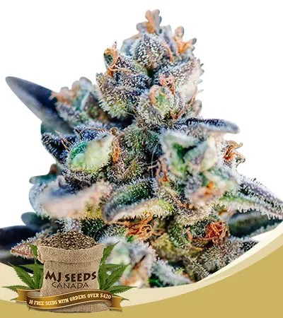 Top Gun Strain Autoflowering Feminized Marijuana Seeds