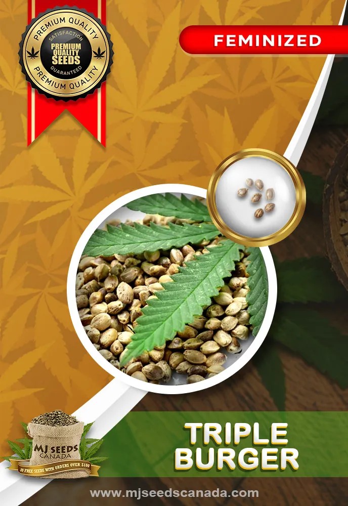 Triple Burger Strain Feminized Marijuana Seeds