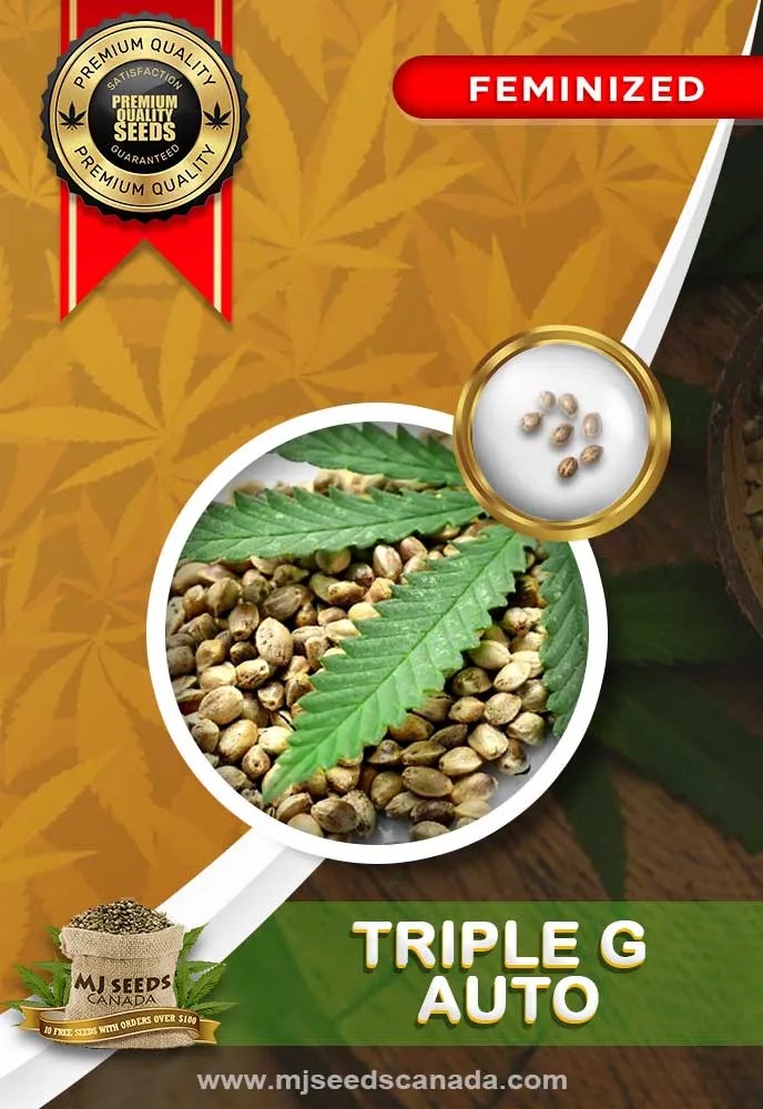 Triple G Auto Feminized Marijuana Seeds