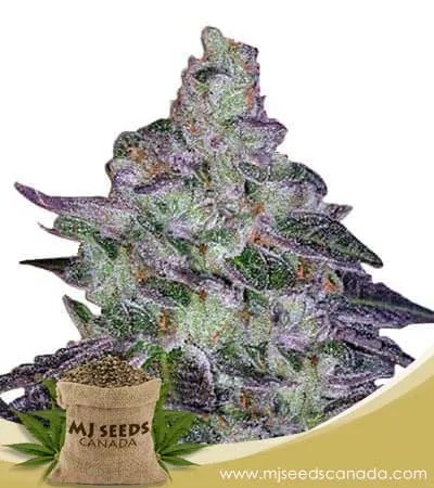 Tropic Thunder Strain Feminized Marijuana Seeds