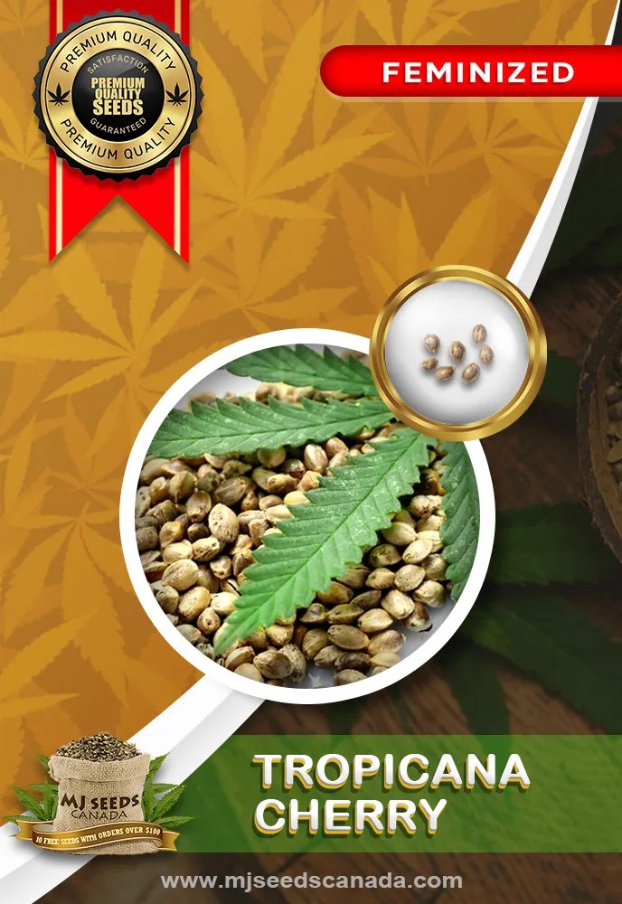 Tropicana Cherry Strain Feminized Marijuana Seeds