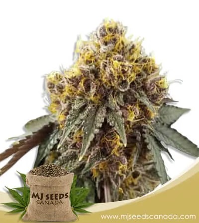 Tropicana Cookies Strain Feminized Marijuana Seeds