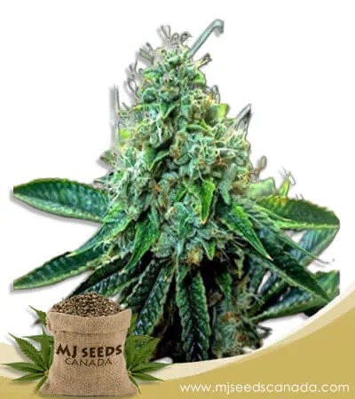 True OG Strain Feminized Marijuana Seeds