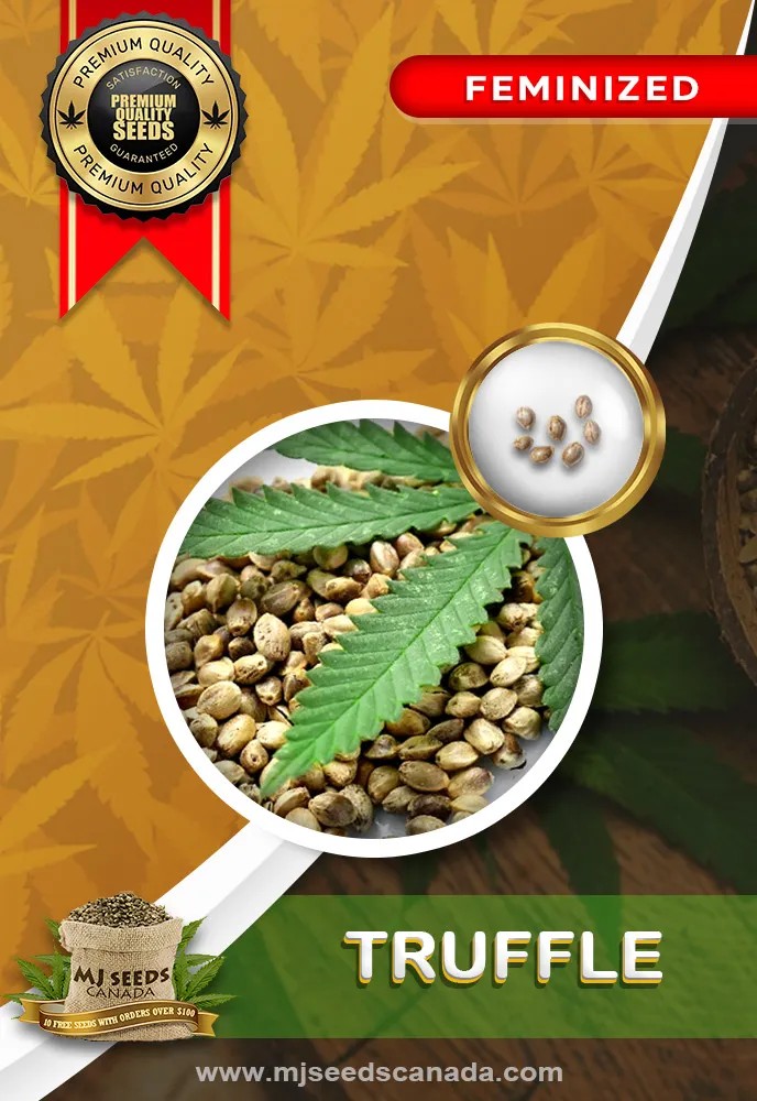 Truffle Strain Feminized Marijuana Seeds