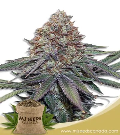 Ultra Bomb Cookie Strain Feminized Marijuana Seeds