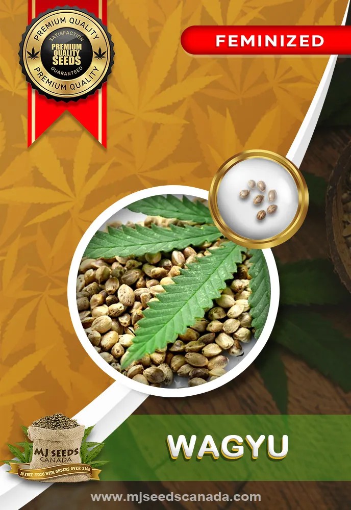 Wagyu Strain Feminized Marijuana Seeds