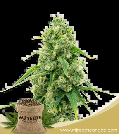 Wedding Cake Strain Autoflowering Feminized Cannabis Seeds
