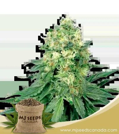 White Widow Strain Regular Marijuana Seeds
