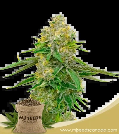 Yumbolt Autoflower Marijuana Seeds