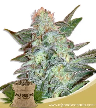Yumbolt Strain Feminized Marijuana Seeds