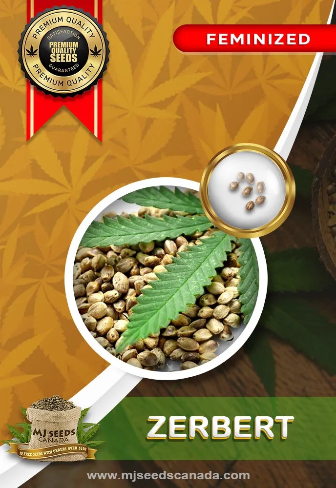 Zerbert Strain Feminized Marijuana Seeds