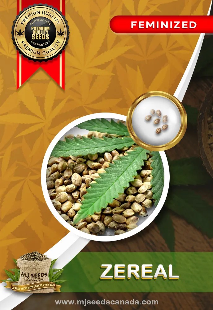 Zereal Strain Feminized Marijuana Seeds