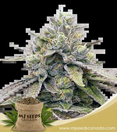 Zkitllez Strain Autoflowering Marijuana Seeds